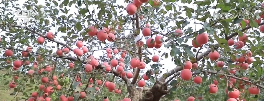 金秋色彩斑斓、“富贵”的景观，将“智慧”与