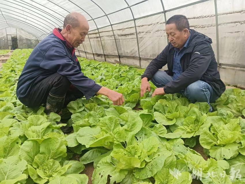 宣恩春木营：抓住秋冬季育苗机会，保障蔬菜供