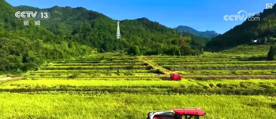 秋粮丰收关键期：专项供电服务助力构筑丰收后