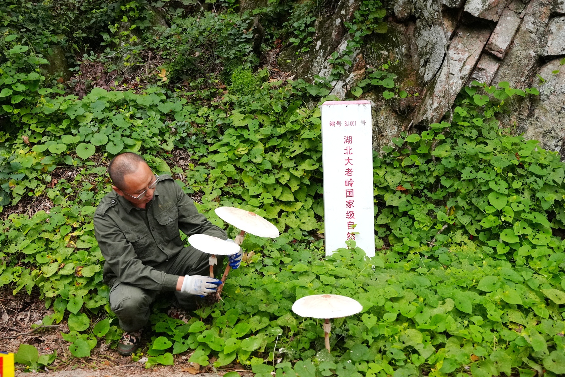 森林里突然出现了一把