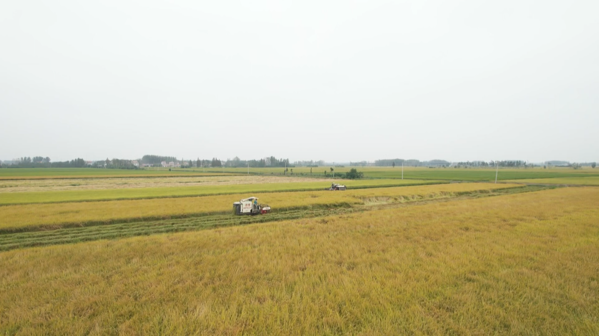 肥蟹莲藕壮稻香，应城环保农产品将带动乡村振