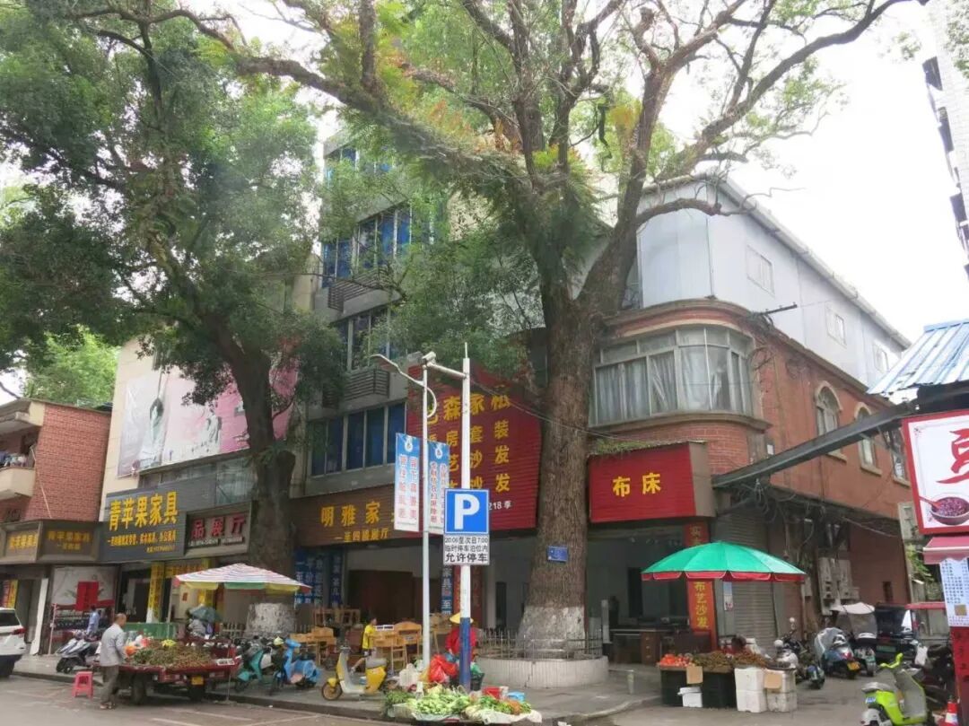 一个人一次又一次地给一棵220年树龄的树下毒，