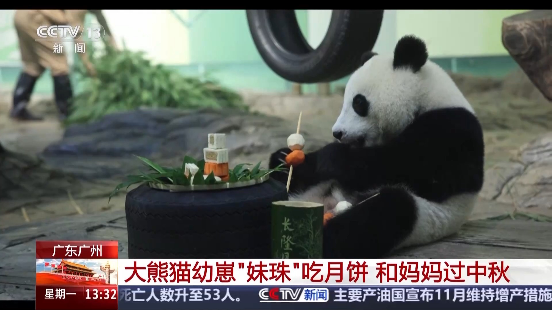 太可爱了！动物园在中期节日有一个有限的时间