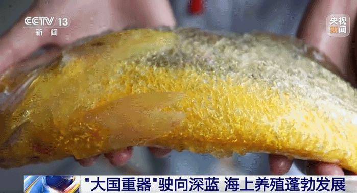 ku真人app下载“大国重器”驶向深蓝|校霸被校草强迫H| 记者带你看“海上粮仓