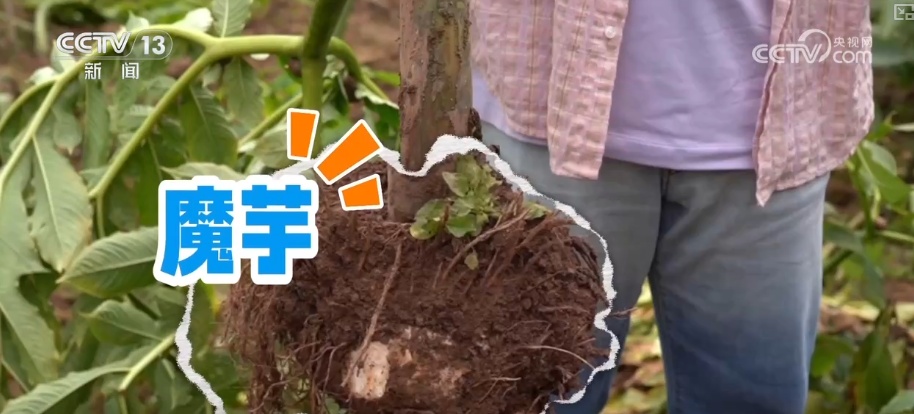 “土桥”通过创新转型为“中国新特产”，其味