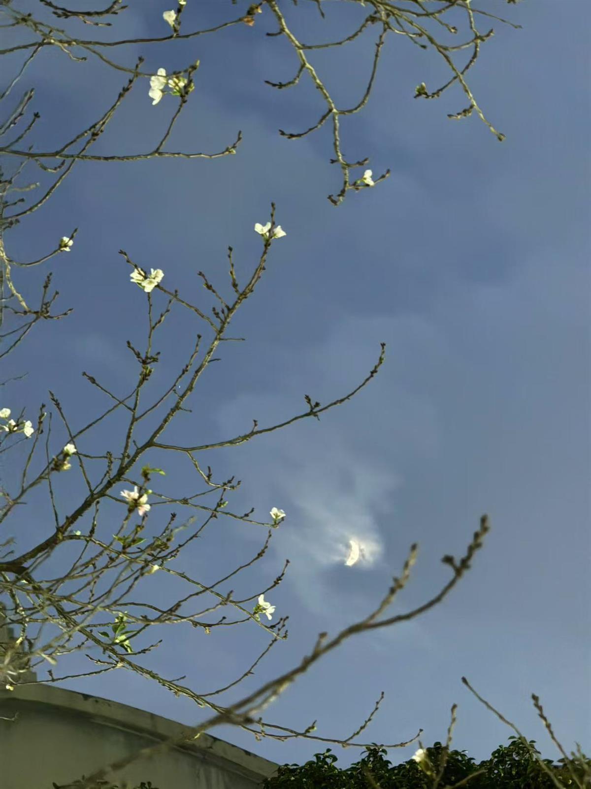 秋桂飘香，武汉樱花盛开！专家：由于气温波动