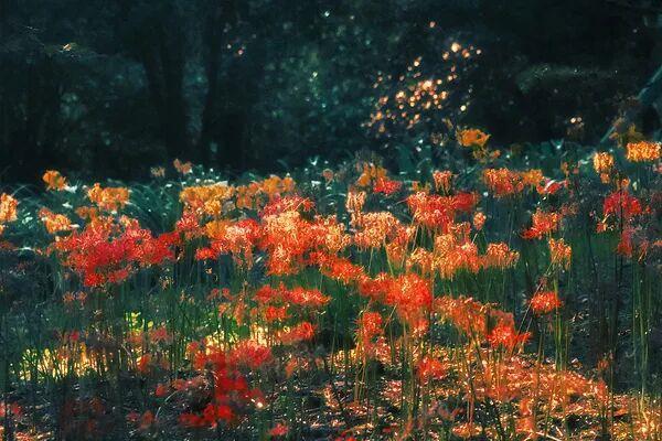 初秋时节，花朵“礼帽”出现，提醒：有毒，请