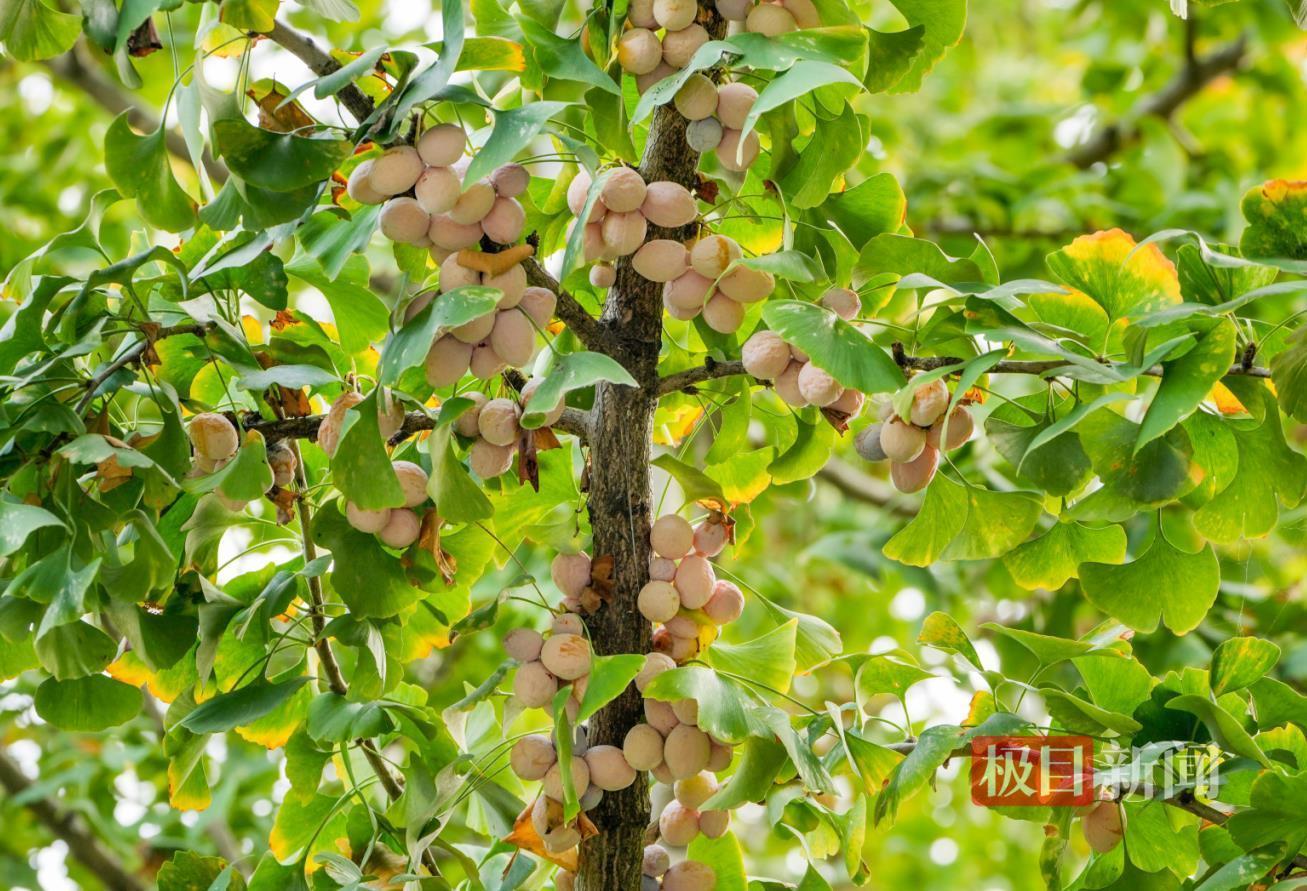 请不要捡起来吃掉它！武汉街头大爆发，小心中