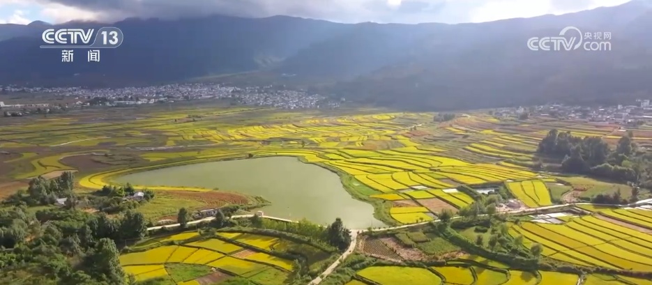 农业文化旅游为乡村增添色彩，秋收景观成为吸引游客的“交通管制”。