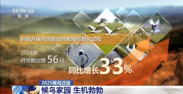 视频丨优雅永不过时！近距离观察鹤的冬季迁徙