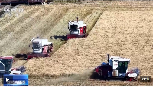 秋收进入冲刺阶段，各地正在采取措施，确保粮