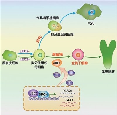 单个体细胞如何成为完整的植物（探索该系列）