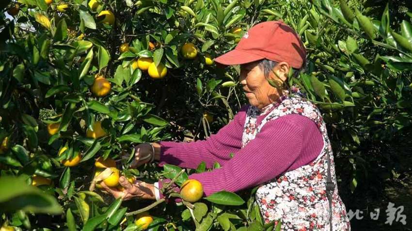 来丰县襄丰市：金秋橙枝满载收获与喜悦