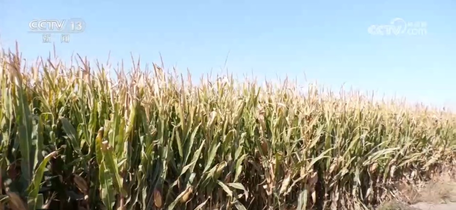 我国粮油产量显着提高，半吨粮食填满“