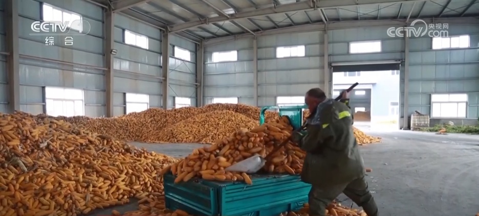 多地积极应对阴雨天气，确保秋粮回库