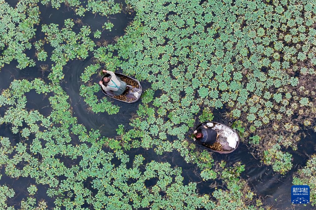霜降将至，农忙忙碌
