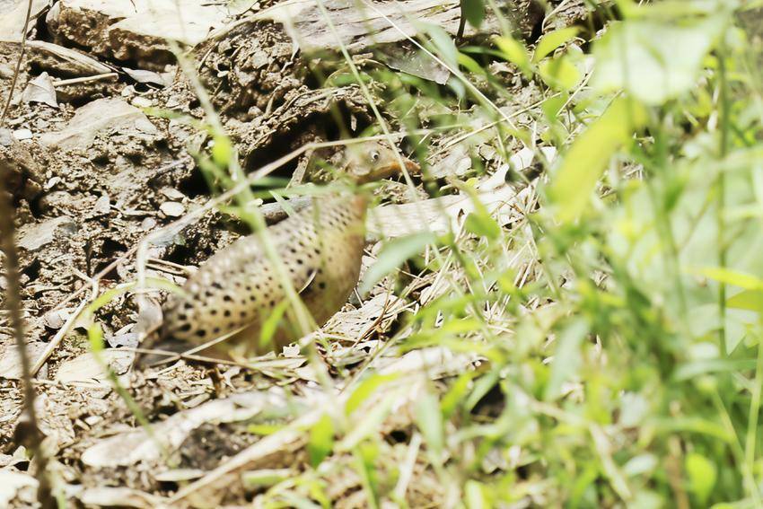 保康野鸟家族迎来“新公民”！这是 ...