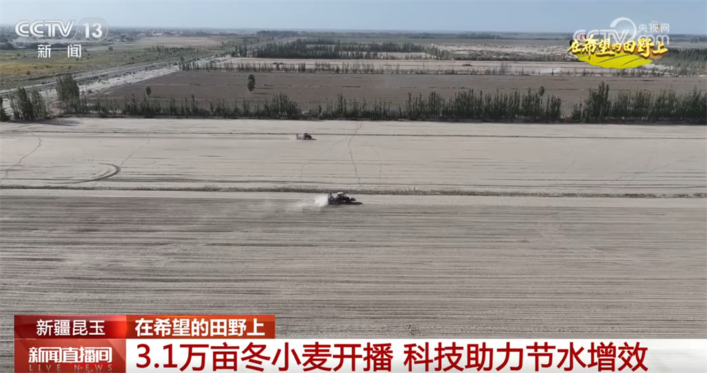 黄色大麦，芬芳的水果，占据冬小麦的种植，中