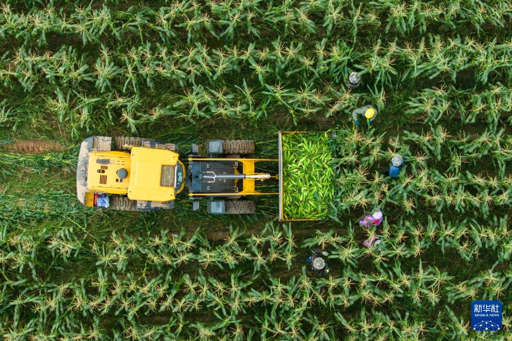 湖南南县:数万亩秋冬蔬菜待收获