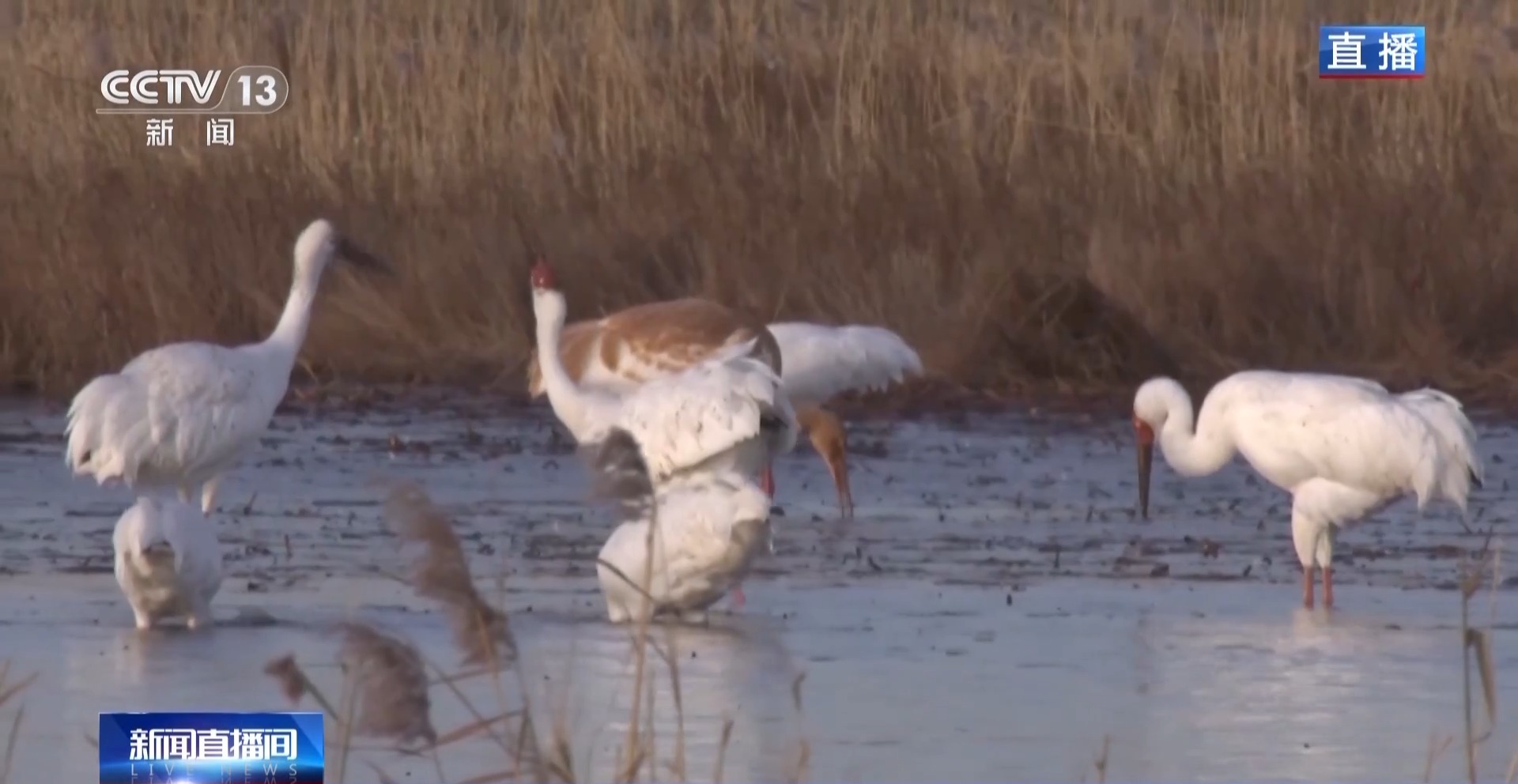 视频丨超过25万只候鸟抵达“生态酒店”，候鸟家