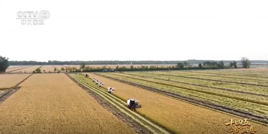 一粒“米”解锁“一桶金”。改良品种+良好的模