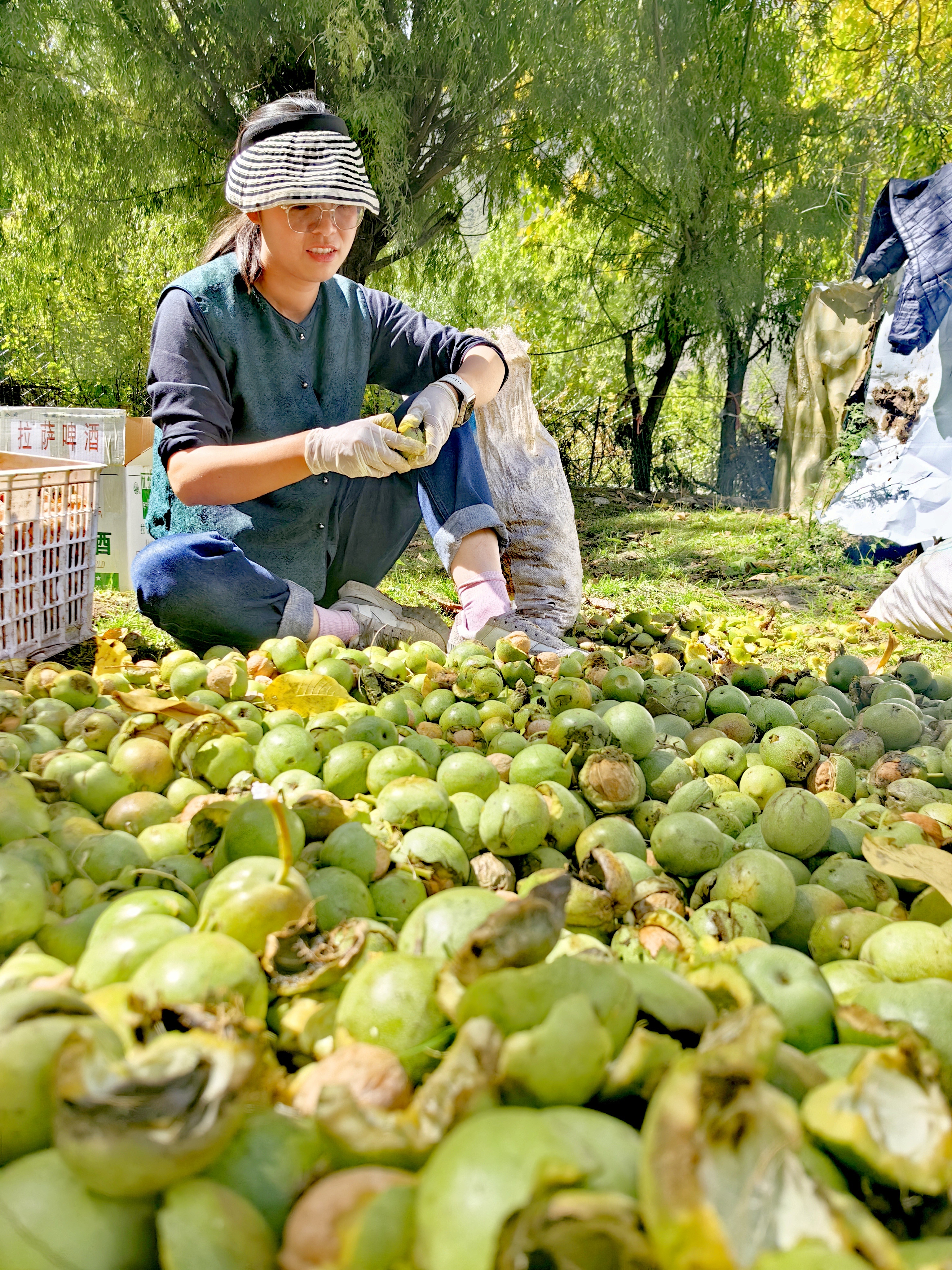 祝你有个丰收的季节!湖北藏族专家帮助藏民采收坚果