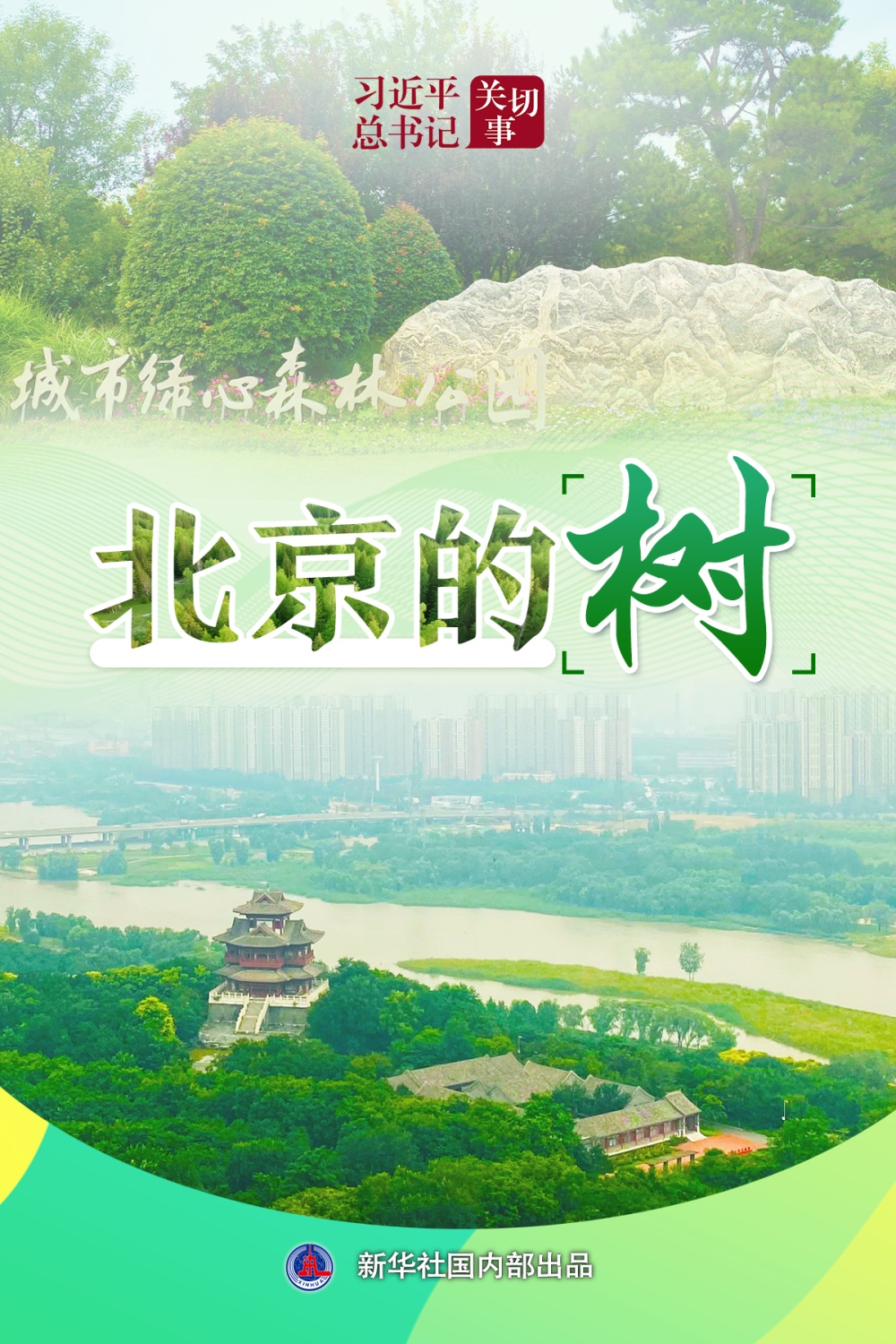 习近平总书记关切|北京的树