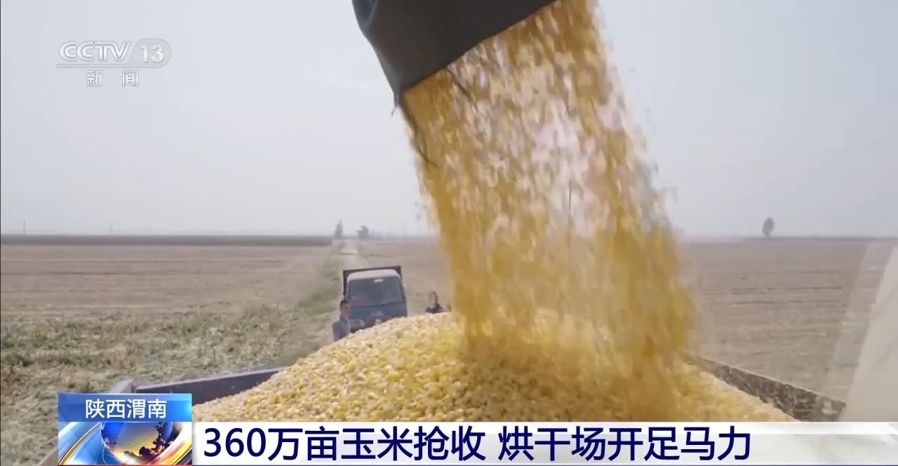 秋季产量遭遇阴雨天气，多地晒厂满负荷运转。