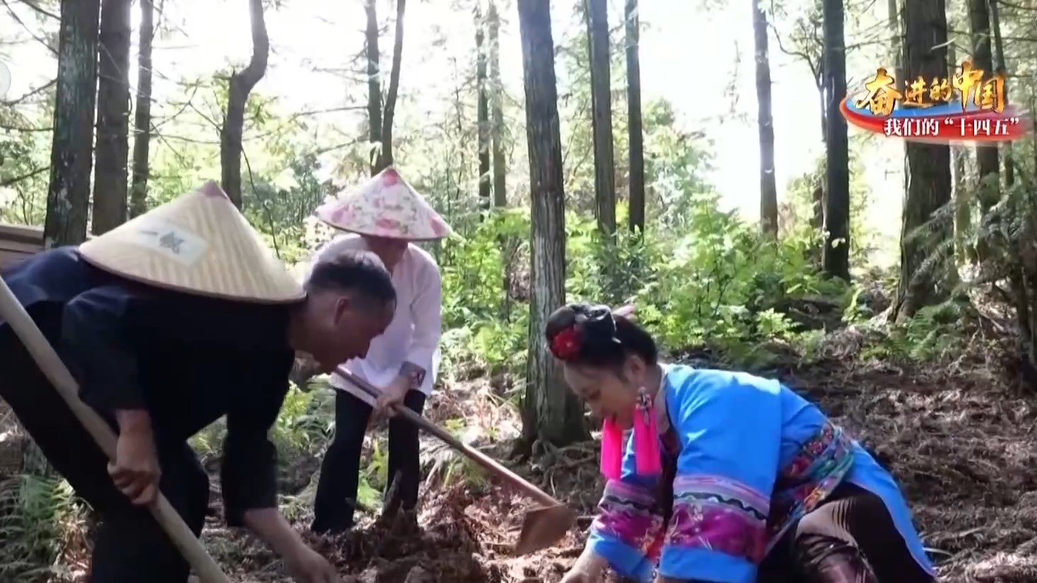 泥路→金丝带 贵州省有一位“埃拉塔天麻姑娘”