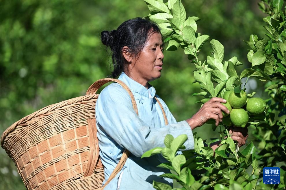 贵州旺茂：小柠檬成大产业