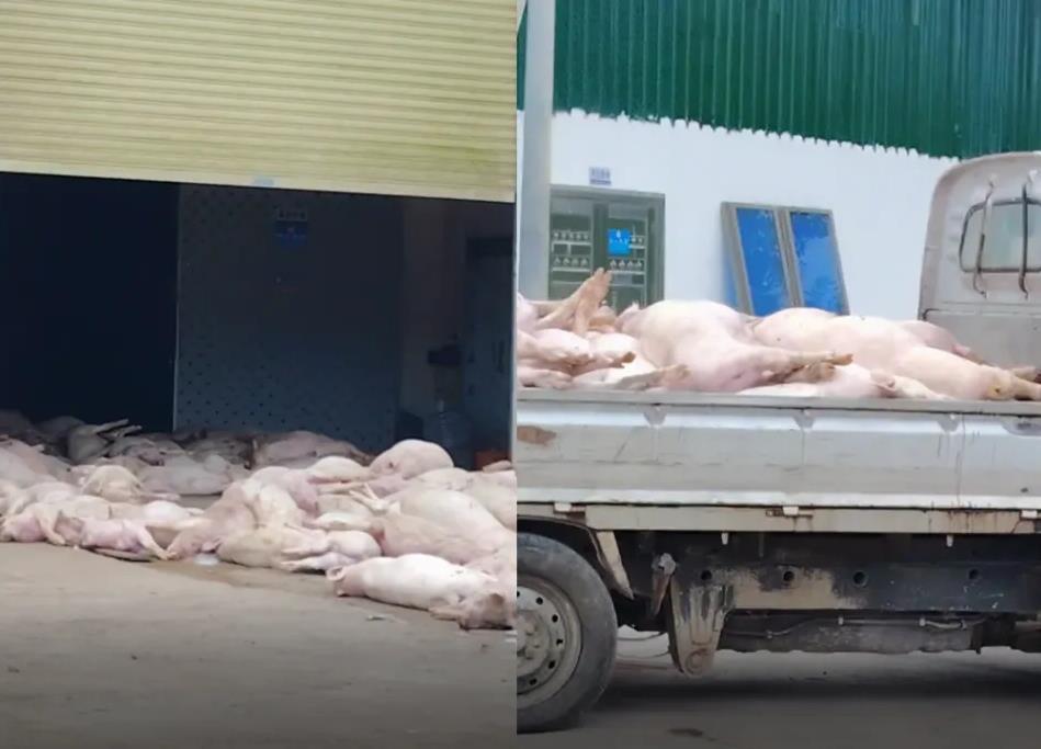 迟慕瑞解说丨肉品厂门前出现大量死猪。怎么能相信它不流向市场呢？
