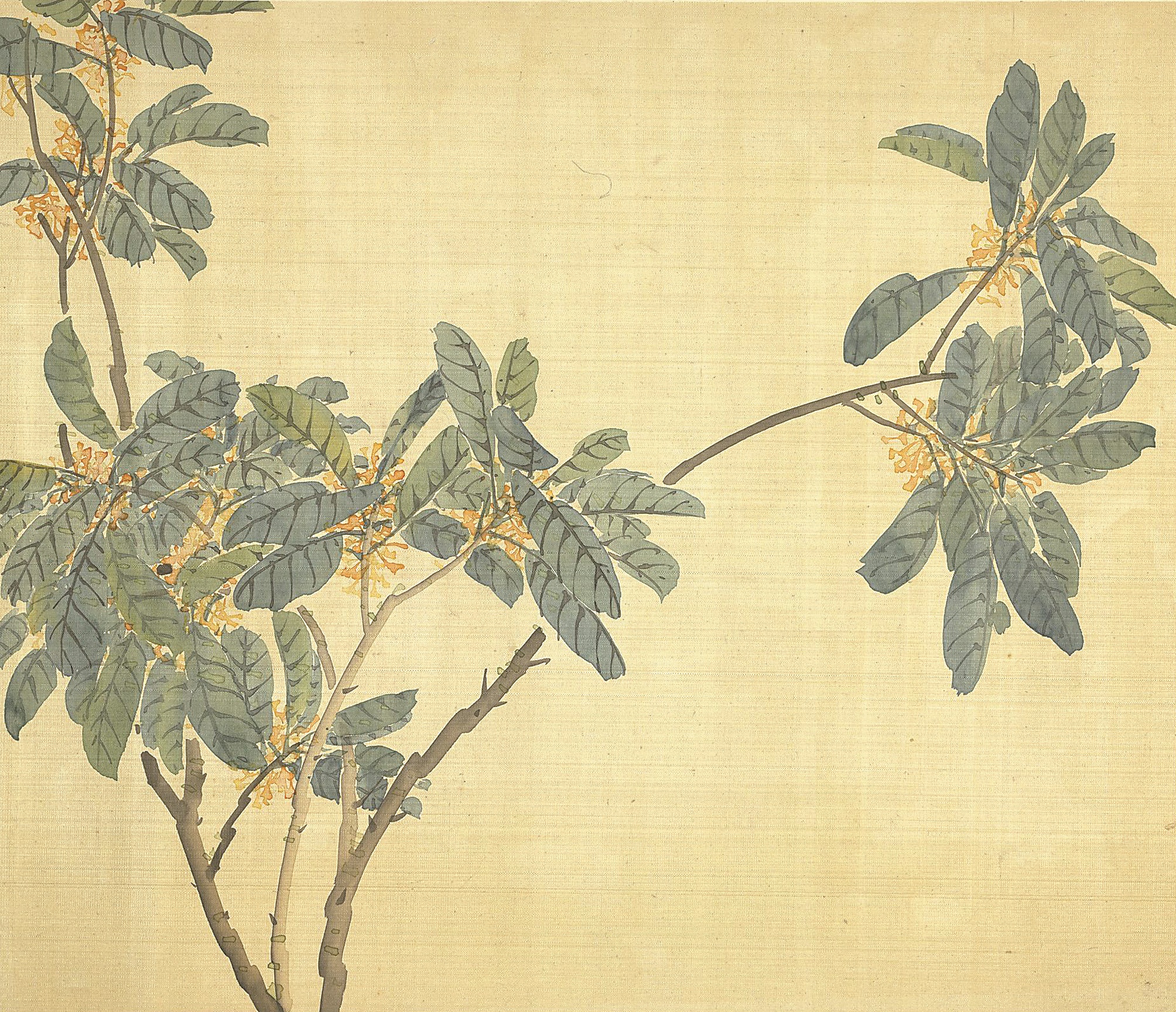 “植物比你更服从的奥斯曼树……”