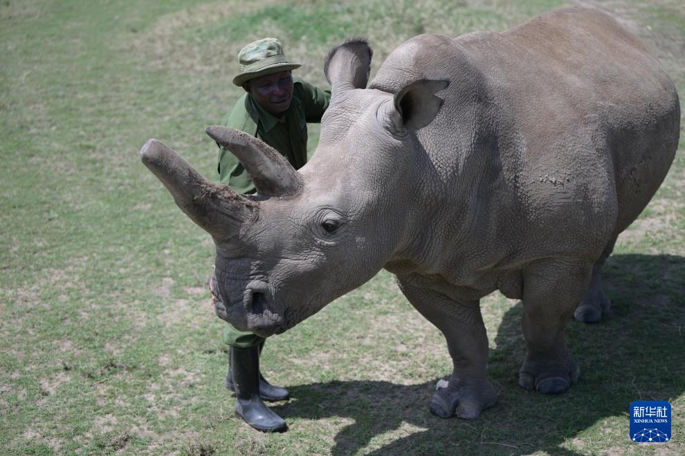 肯尼亚：看看世界上仅存的两只白犀牛