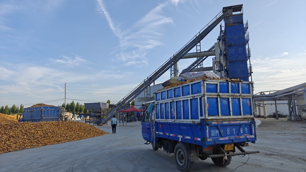 山东德州：趁着晴天，趁着秋收