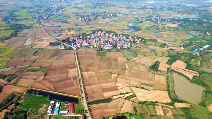 小昌：油菜种植全面机械化，技术稳产增收。