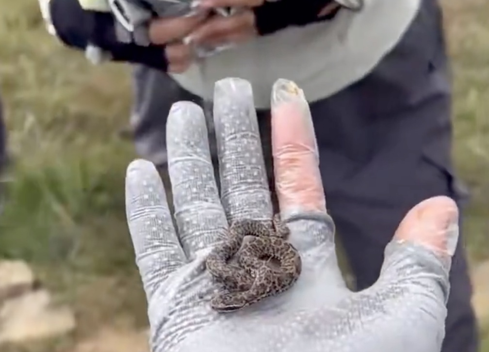 旅行者爬山，收集小蛇，并轮流抚摸它们。专家
