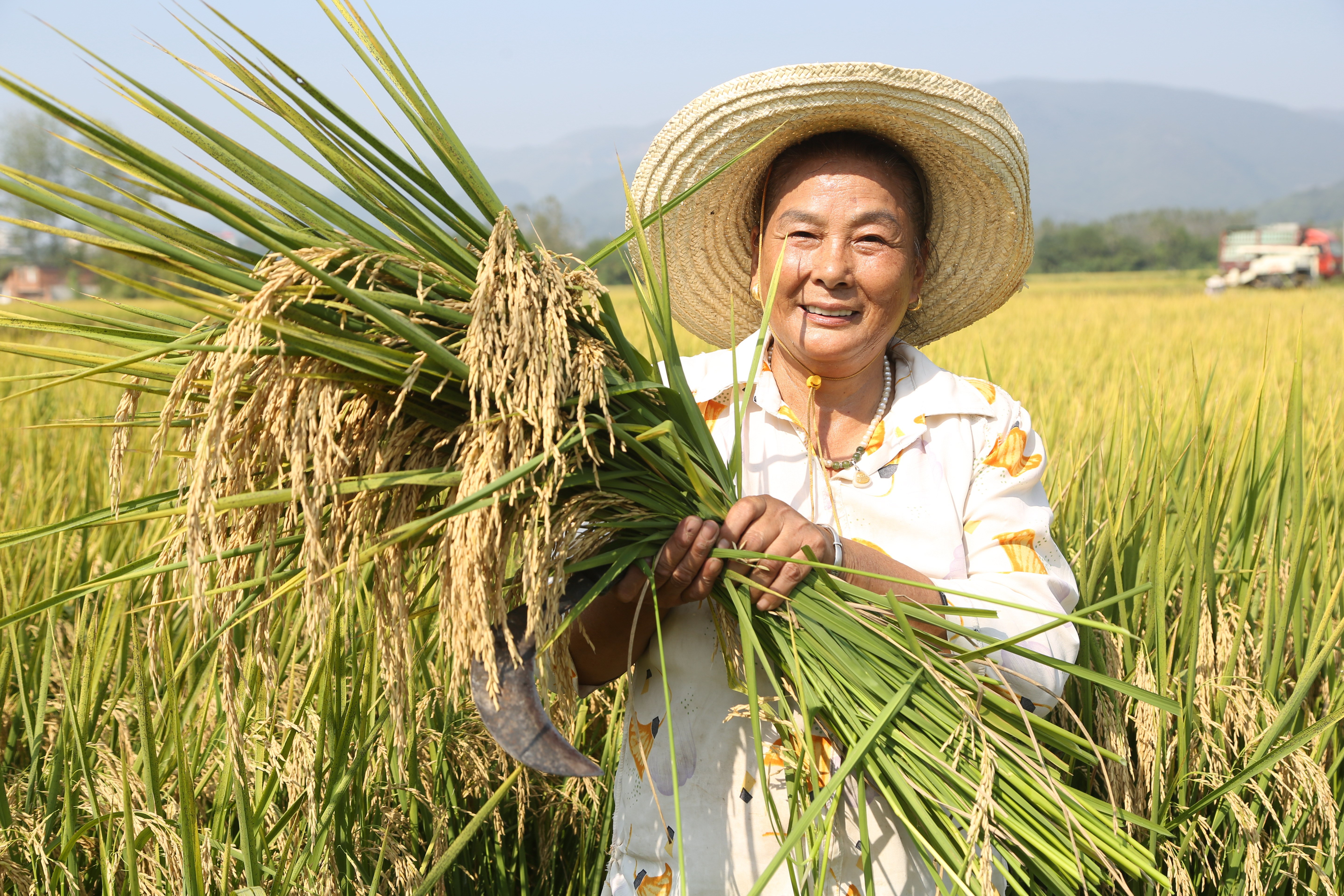 阳新龙岗秋收顺利，中粒稻亩产1300公斤，“粮”