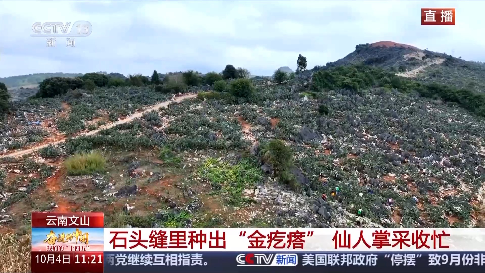 “金块”种在石裂缝中。云南小村庄的收购守则