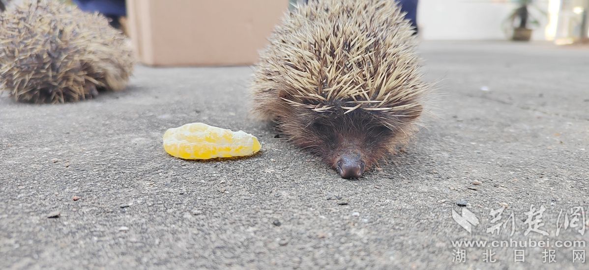 黄石派出所两只小刺猬的“奇遇”