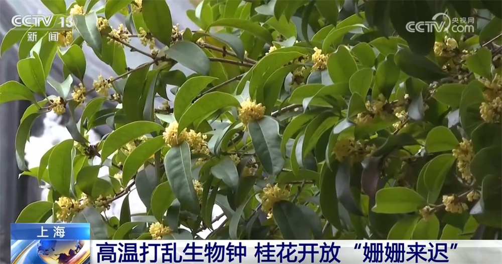 芬芳的桂花、金黄的胡