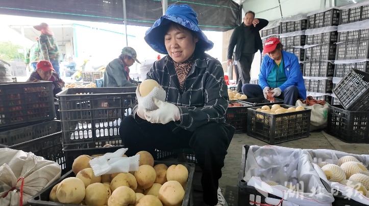 大悟芳芳：“推销员”搭起一座桥梁，30万斤冬斤