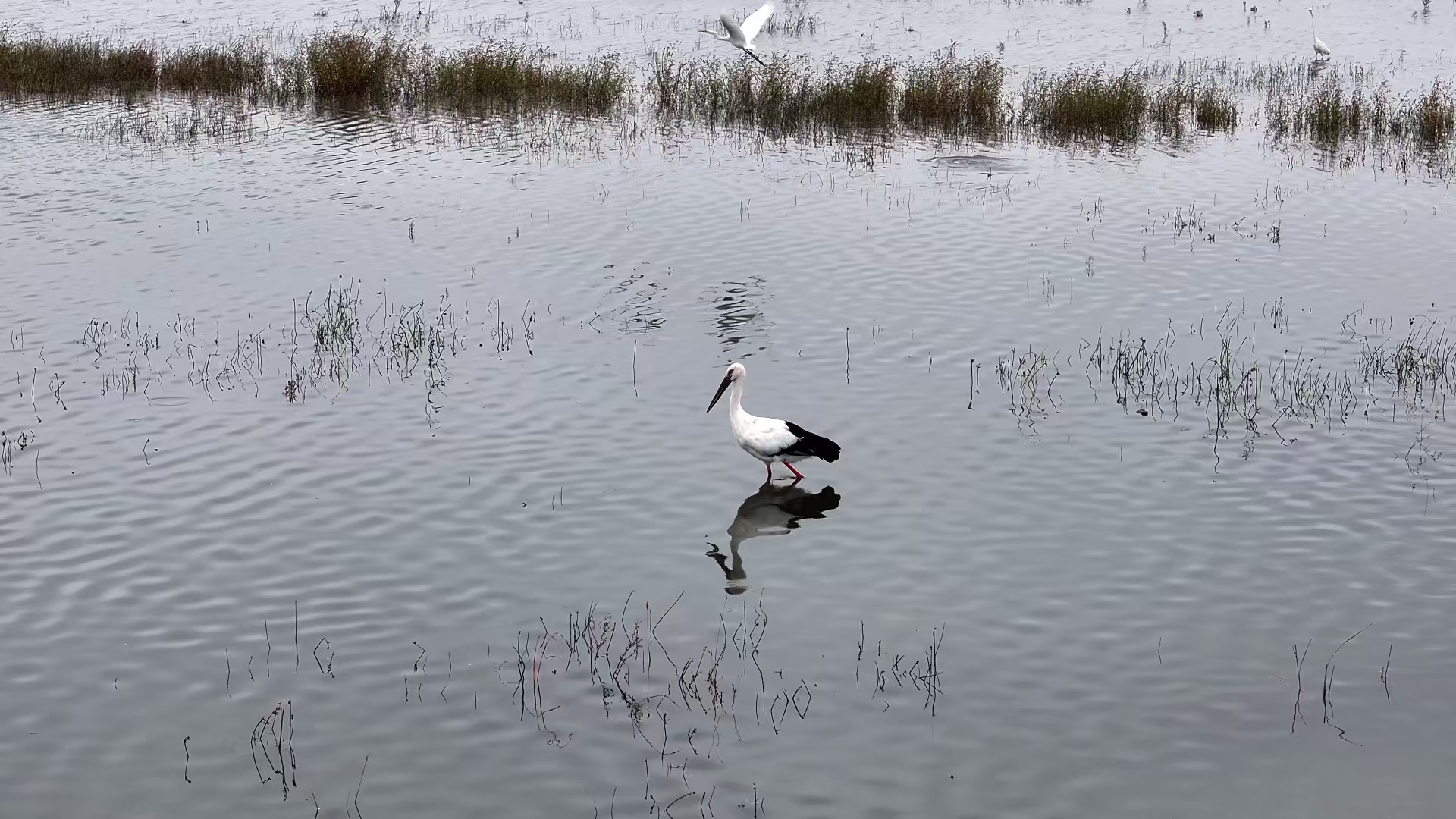 “国宝”东方白鹳为何连续两年飞抵宜城飞扬州