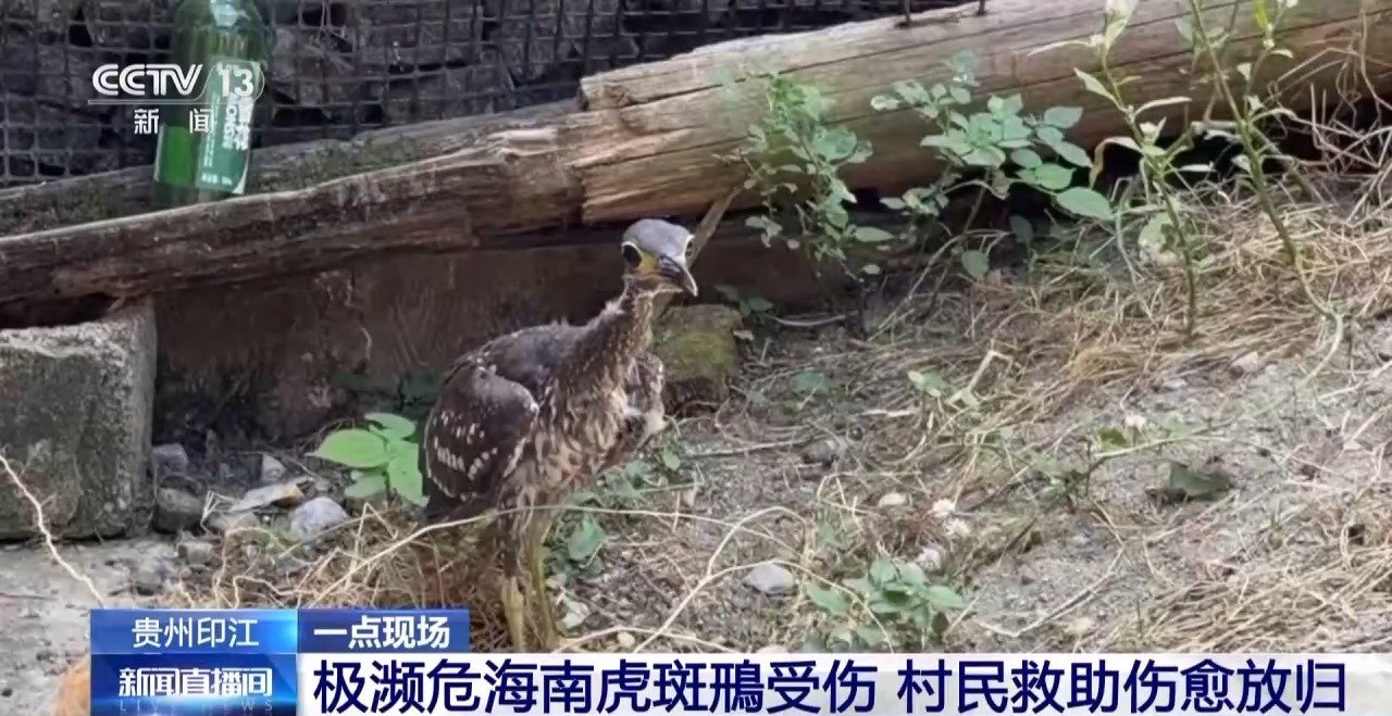 村民家中遭遇“不速之客”被发现是濒危物种