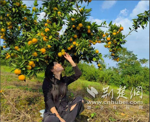 京山市永兴街道：“小柑橘”成长为甜蜜的“大
