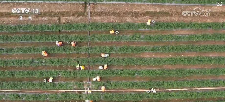 秋收丰收：全国秋粮收获已接近80%。轮作特点和