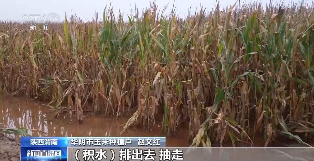 排水干燥……陕西省积极为玉米丰收创造