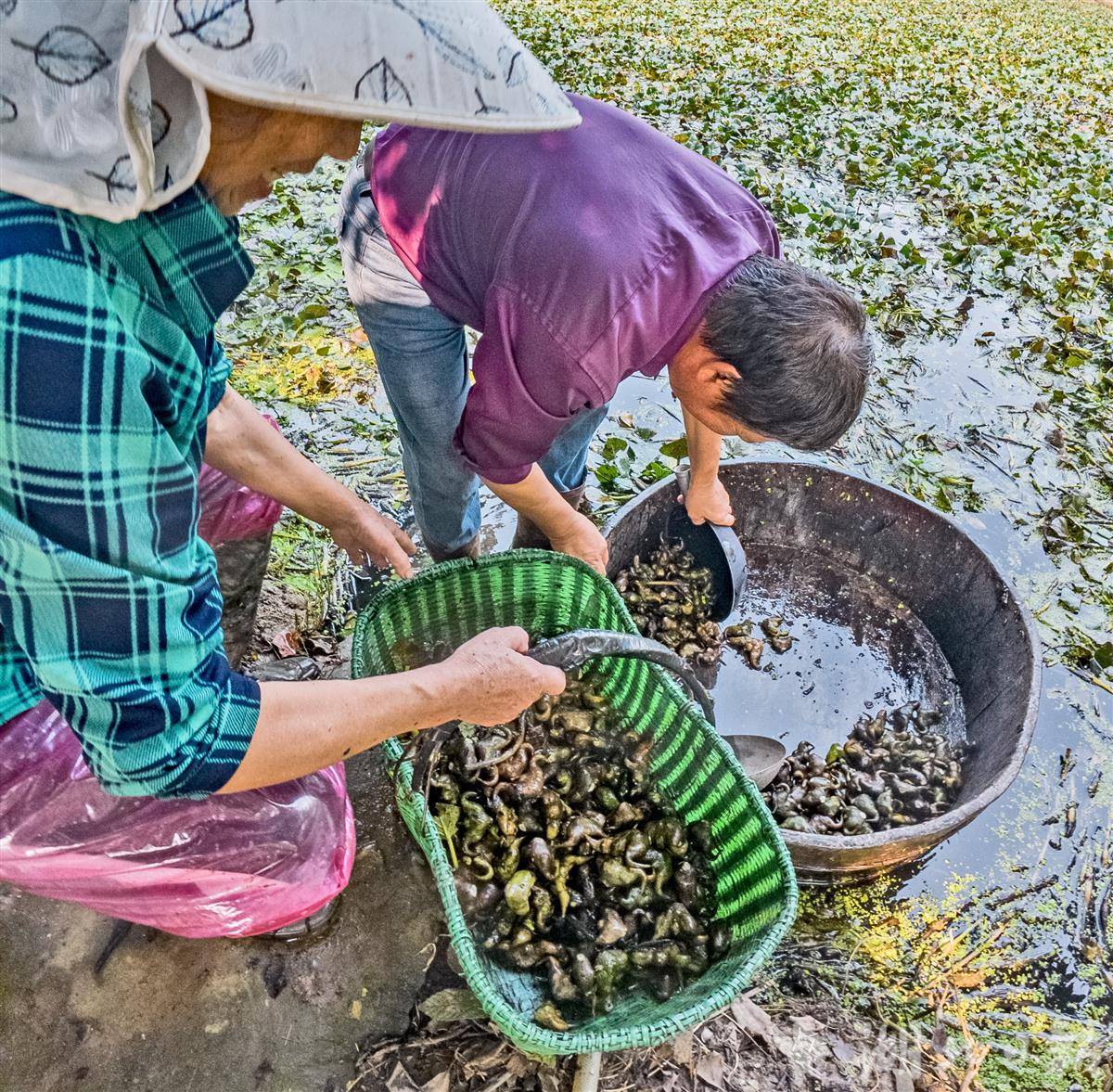 枝江正是收获荸荠的好时节
