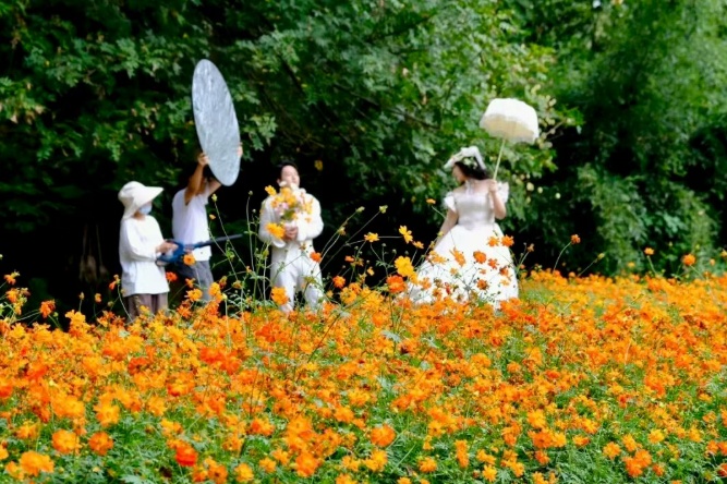 来武汉植物园体验秋天的浪漫。硫磺菊花光彩如