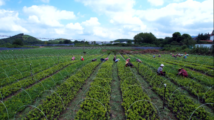 孝昌市1800万株杯苗产销两旺。重振当地活