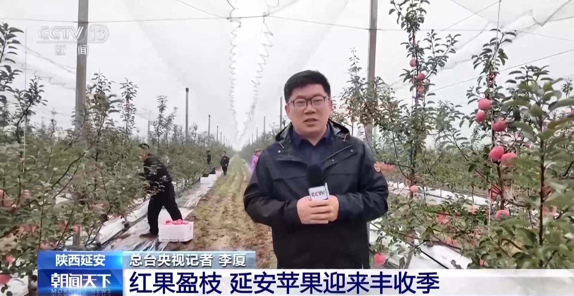 随着财政扶持力度的加大，小苹果已成为